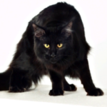 Profilový obrázek Feral Cat